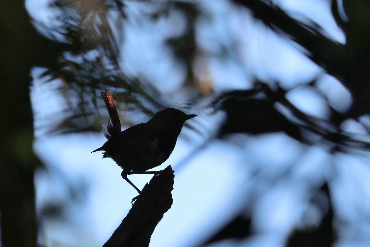 Okinawa Robin - ML642208485