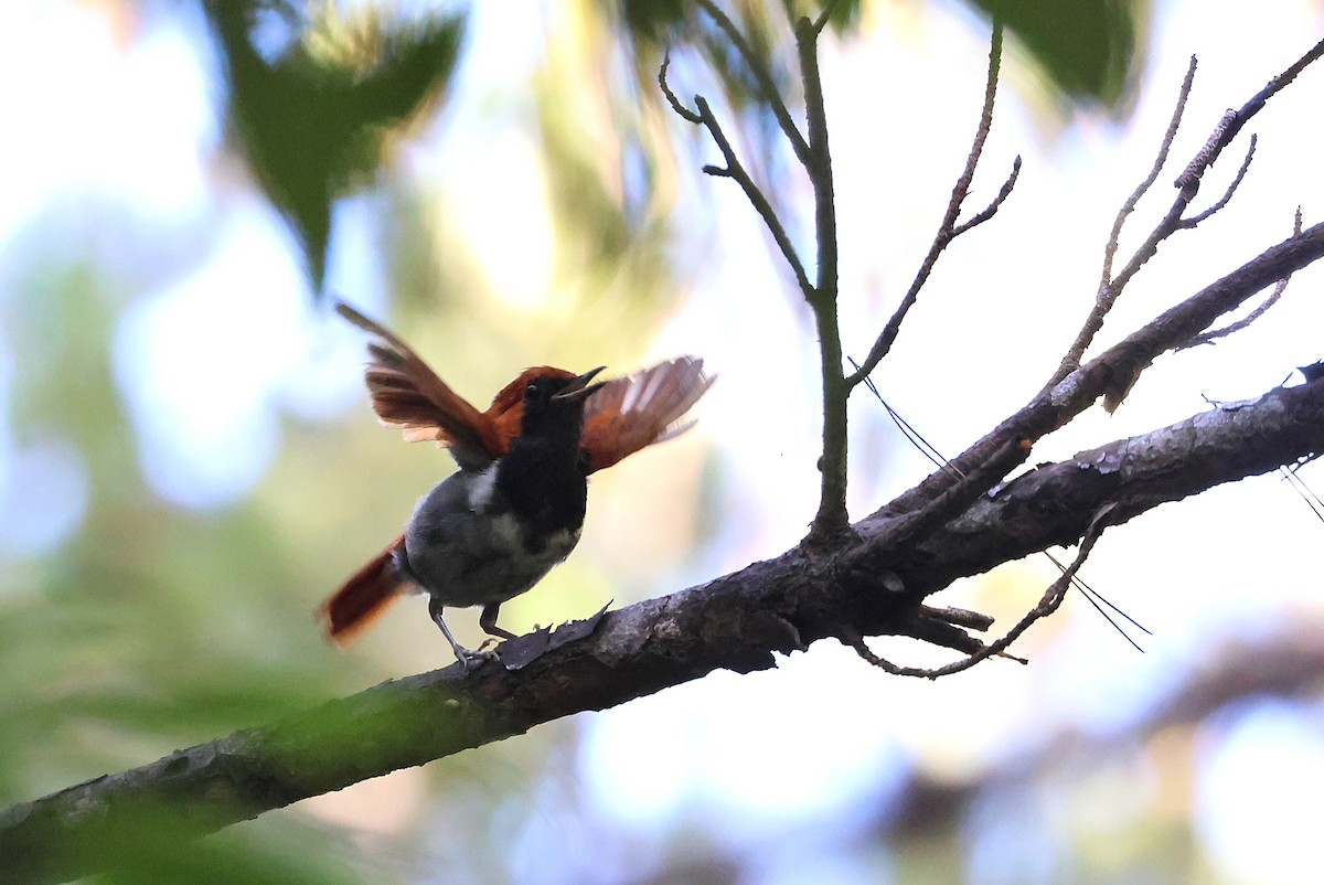 Okinawa Robin - ML642208486