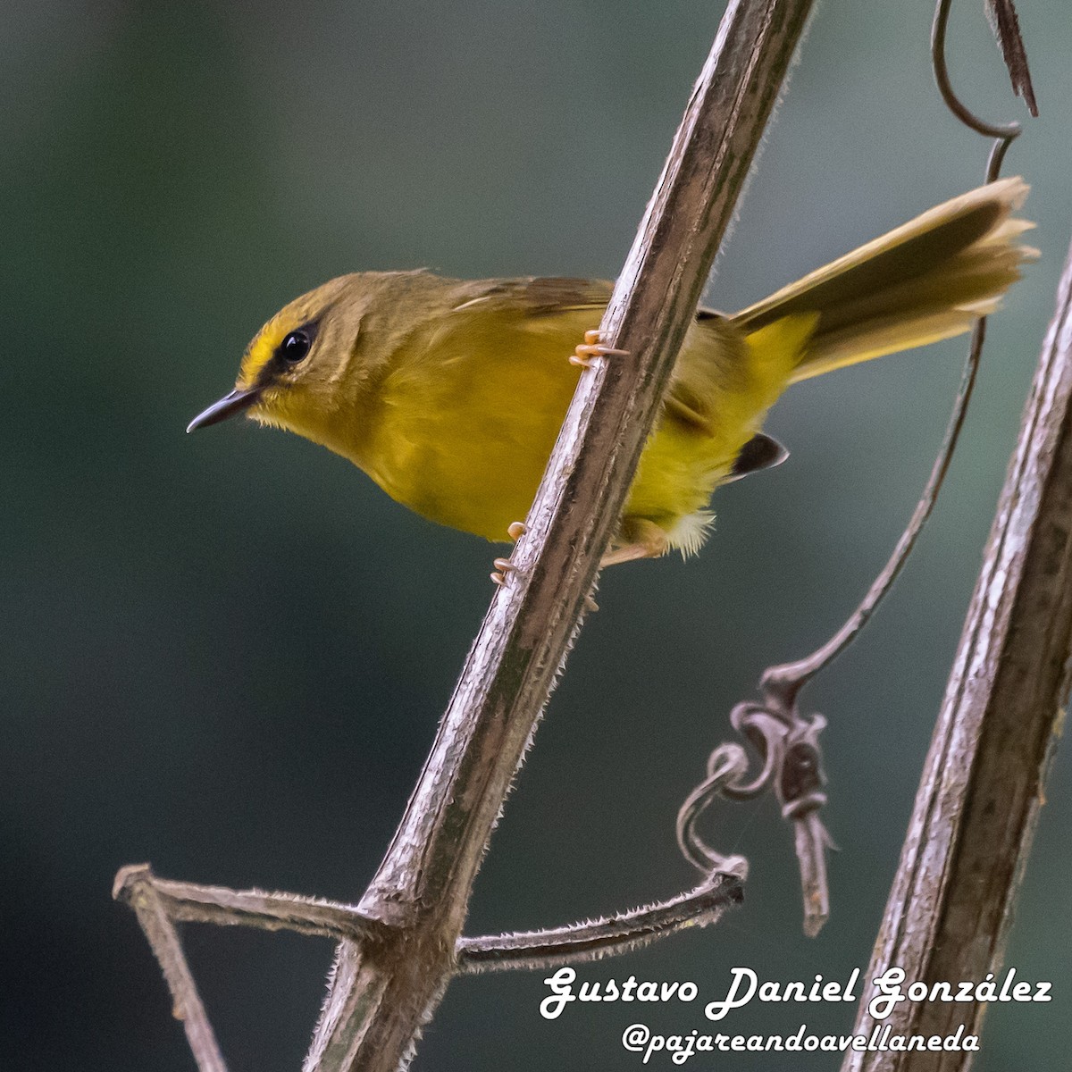 Two-banded Warbler - ML642208487
