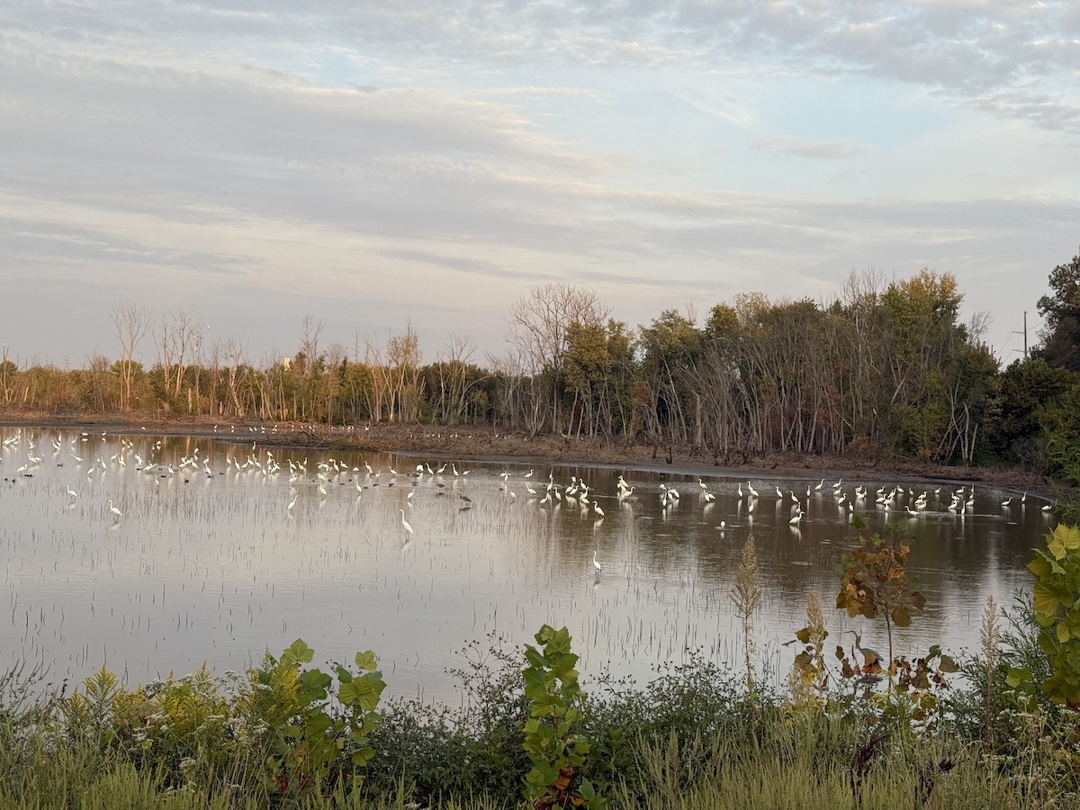 Great Egret - ML642208546