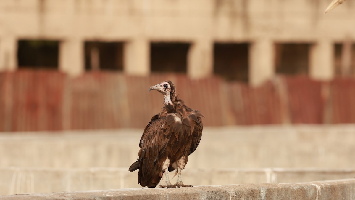 Vautour charognard - ML642208553