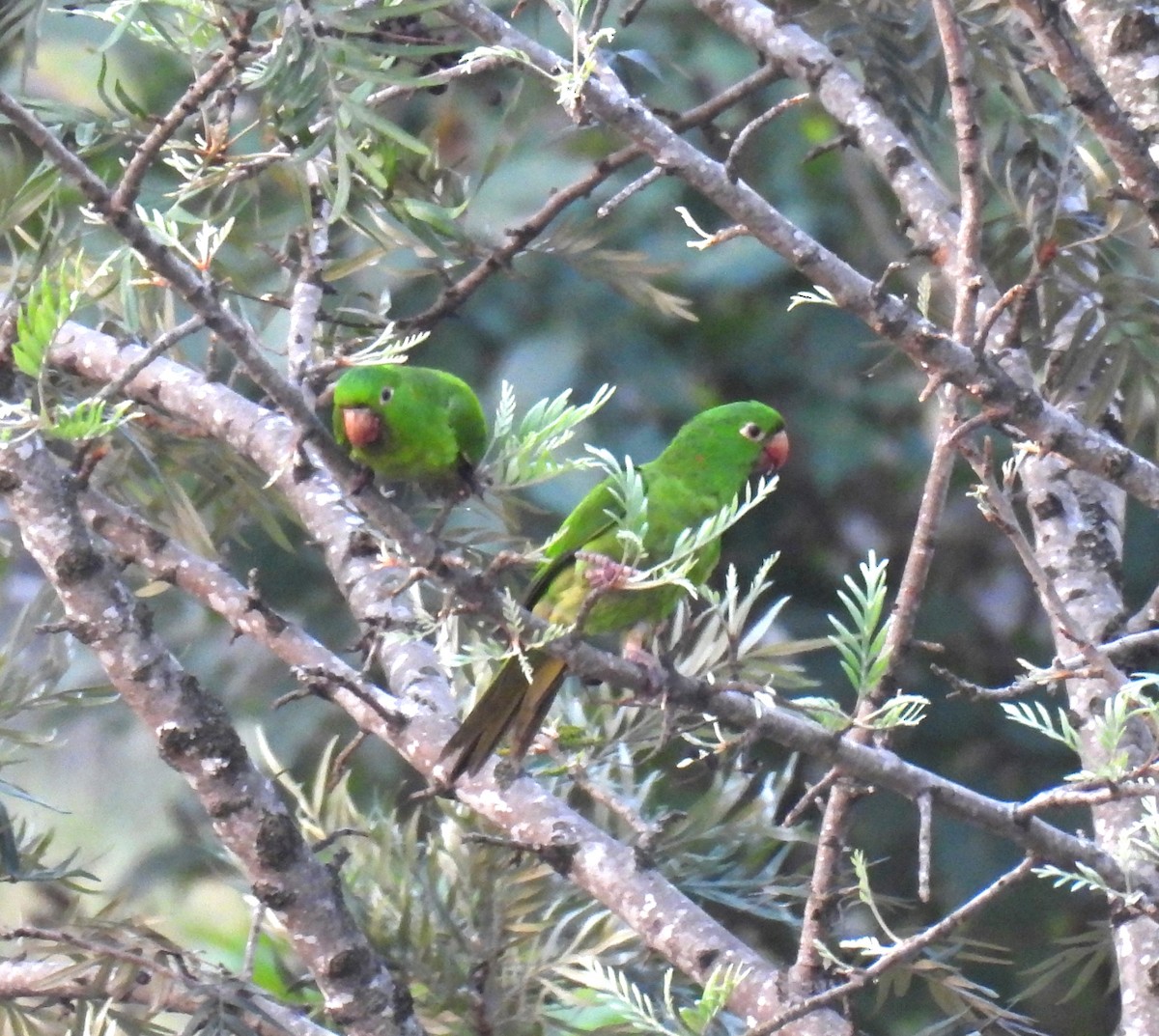 White-eyed Parakeet - ML642208567