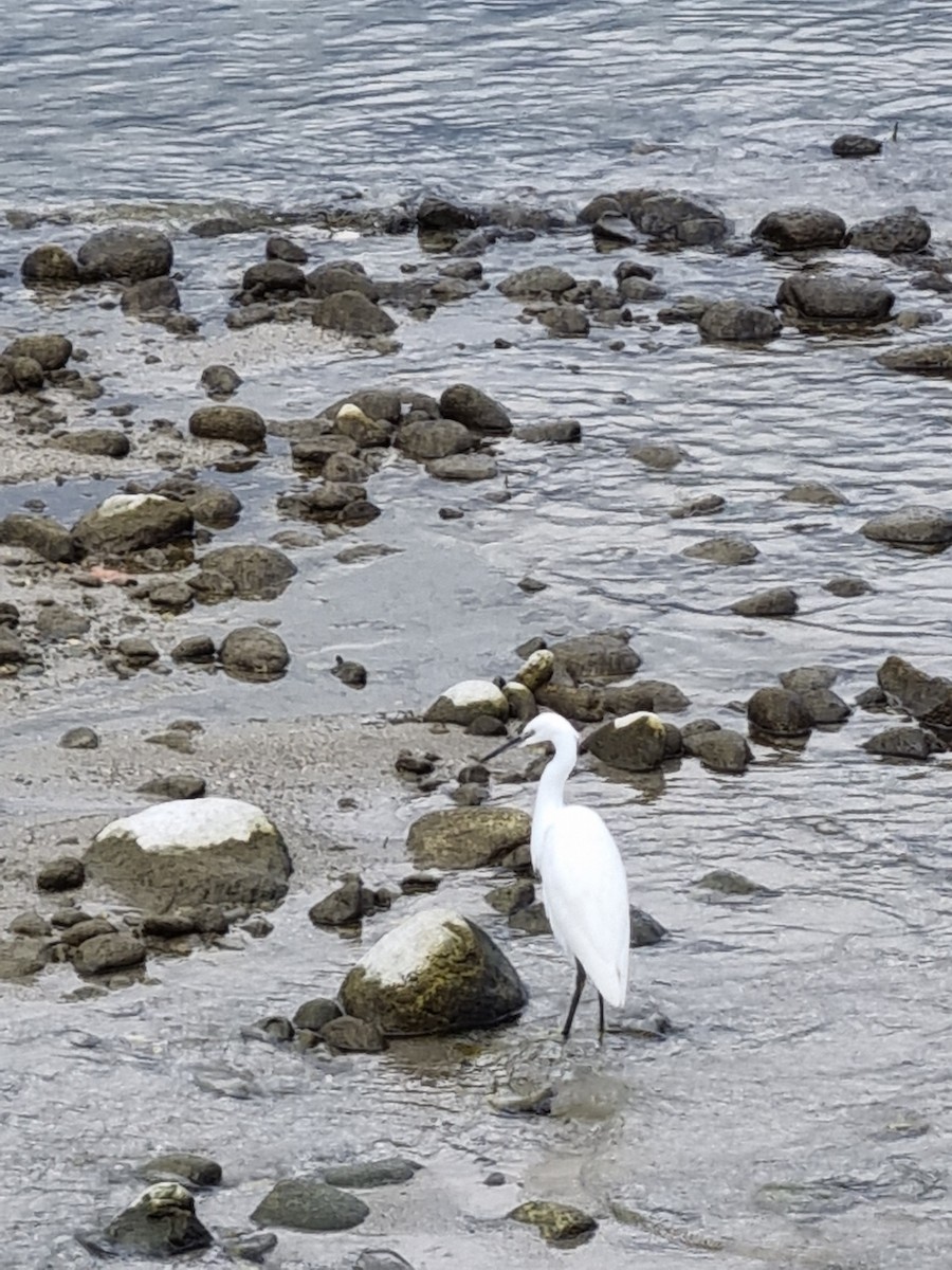 Little Egret - ML642208570