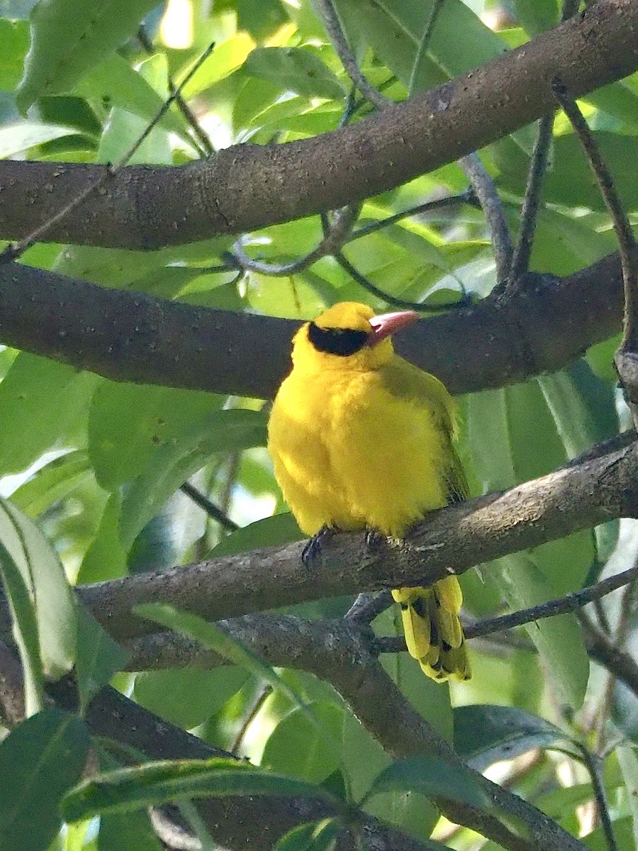 Black-naped Oriole - ML642208604