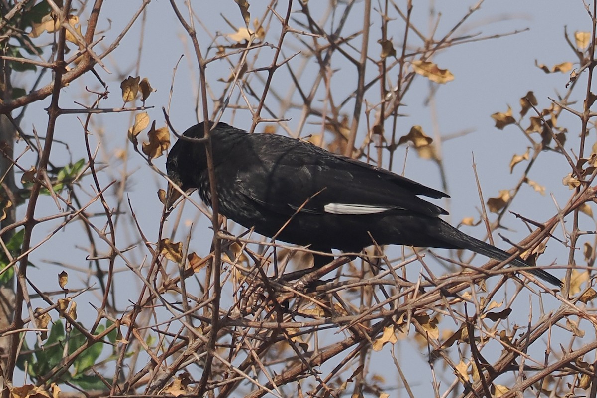 Red-billed Buffalo-Weaver - ML642208640
