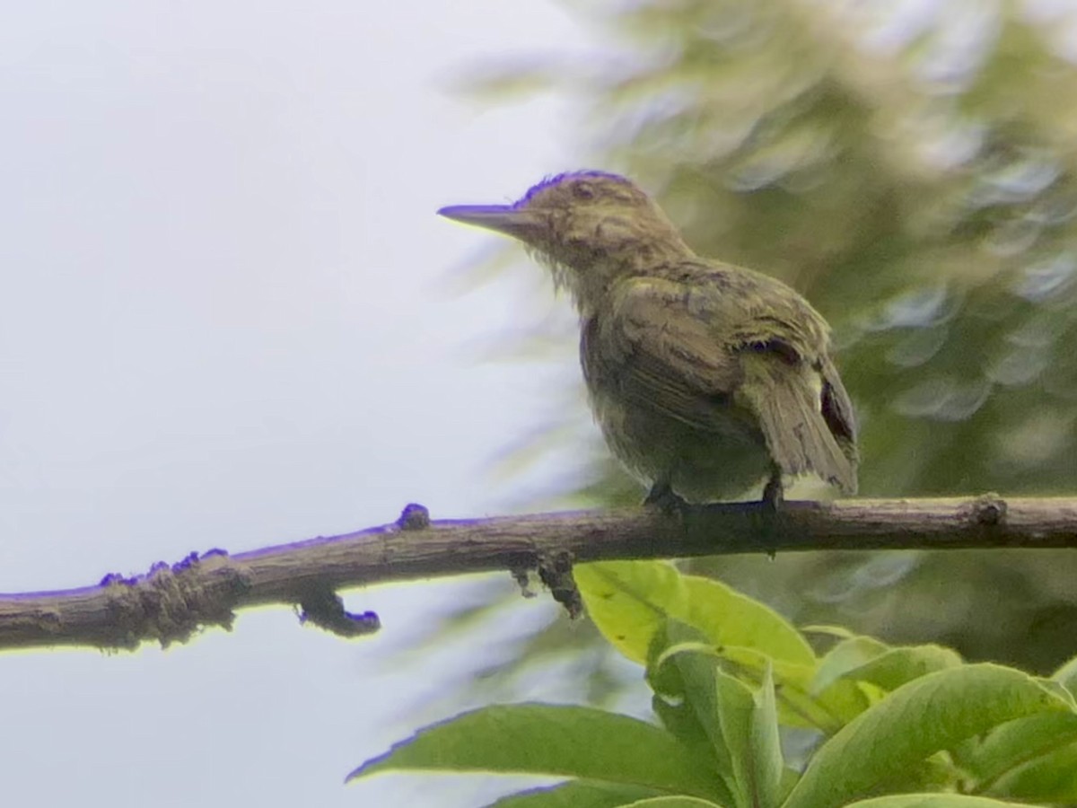 Black-whiskered Vireo - ML642208641