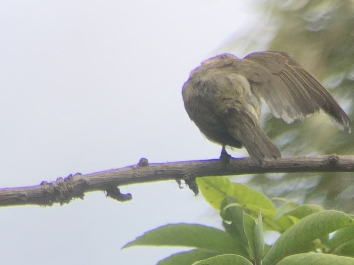 Black-whiskered Vireo - ML642208642