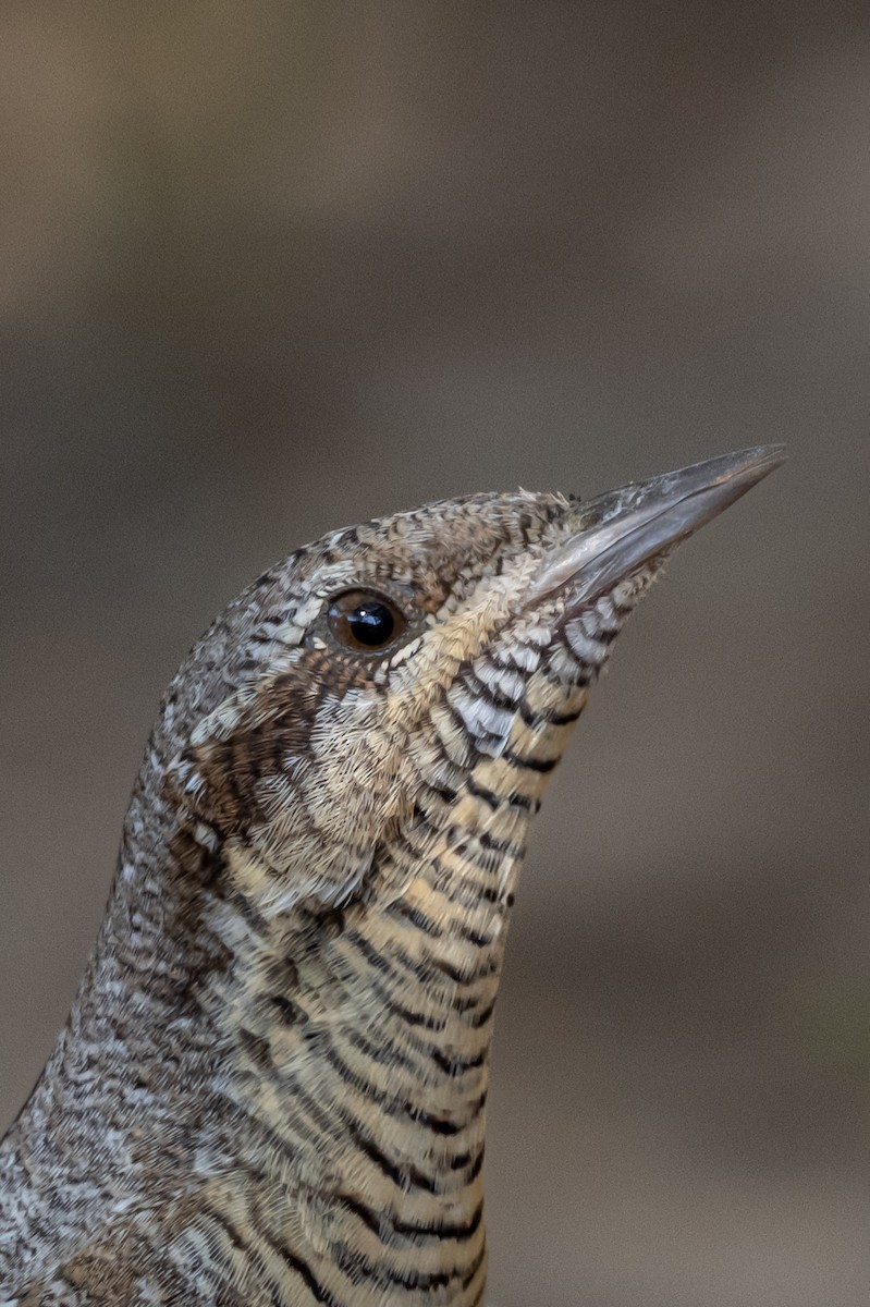 Eurasian Wryneck - ML642208694