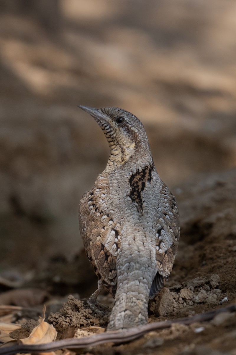 Eurasian Wryneck - ML642208695