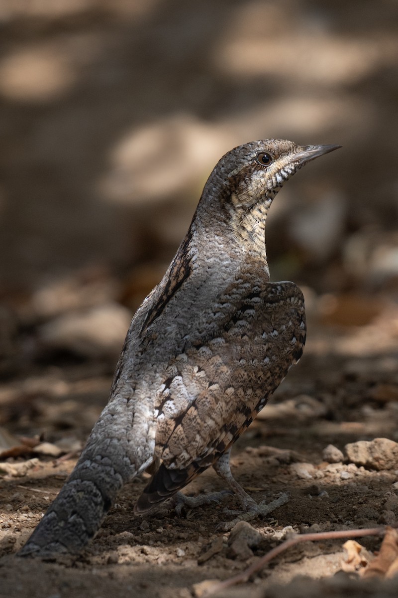 Eurasian Wryneck - ML642208696