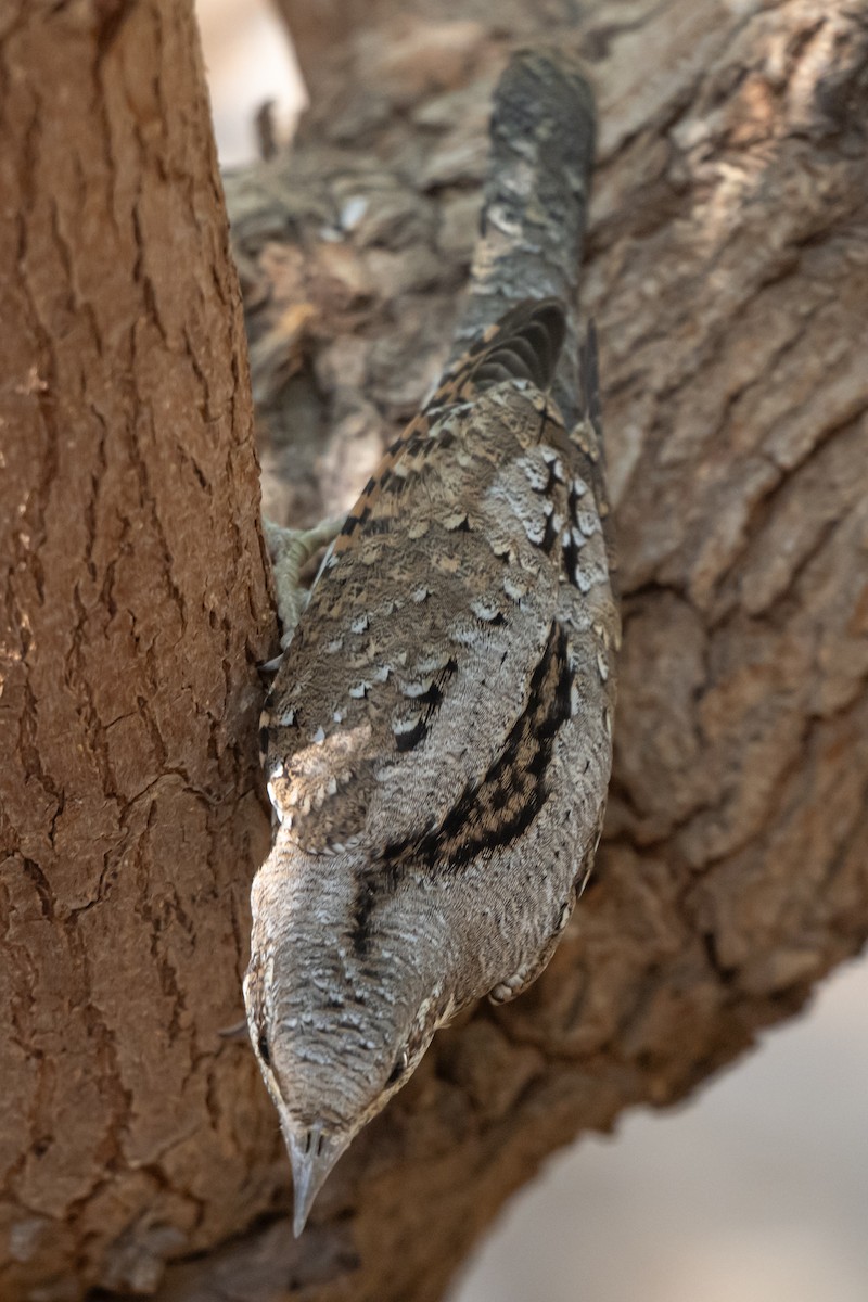 Eurasian Wryneck - ML642208697