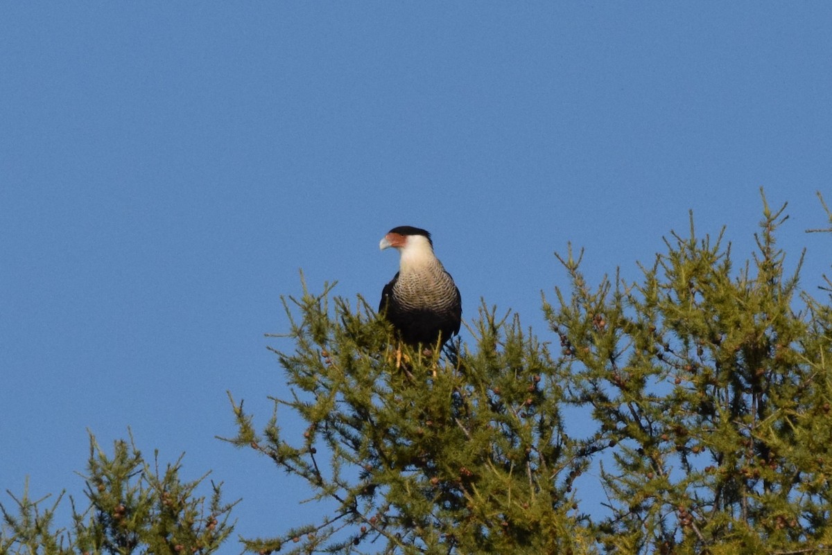 Crested Caracara - ML642208708