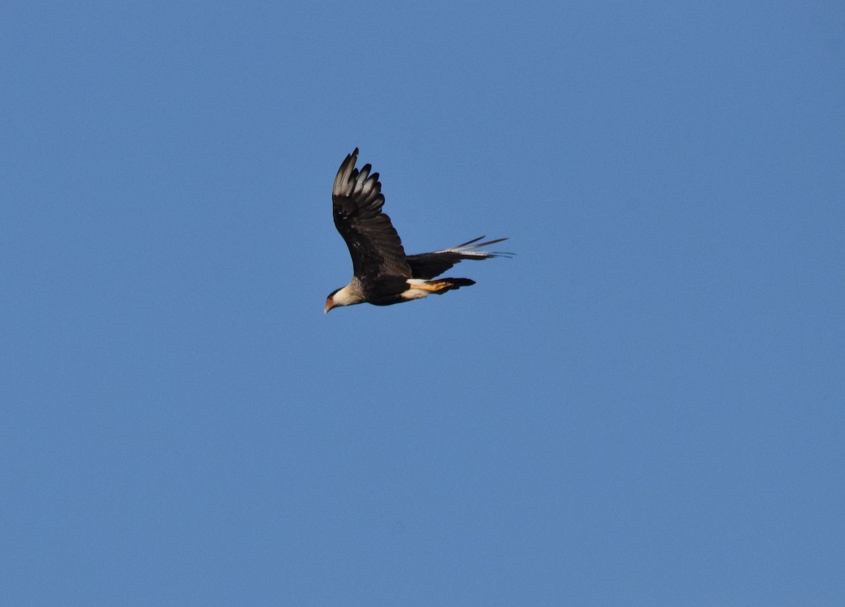 Crested Caracara - ML642208717