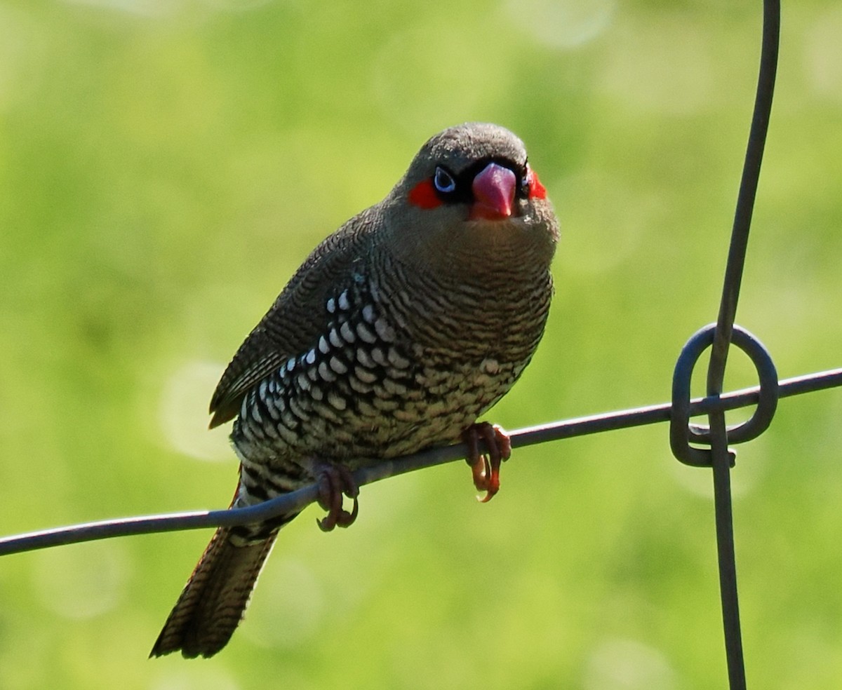 Red-eared Firetail - ML642208720