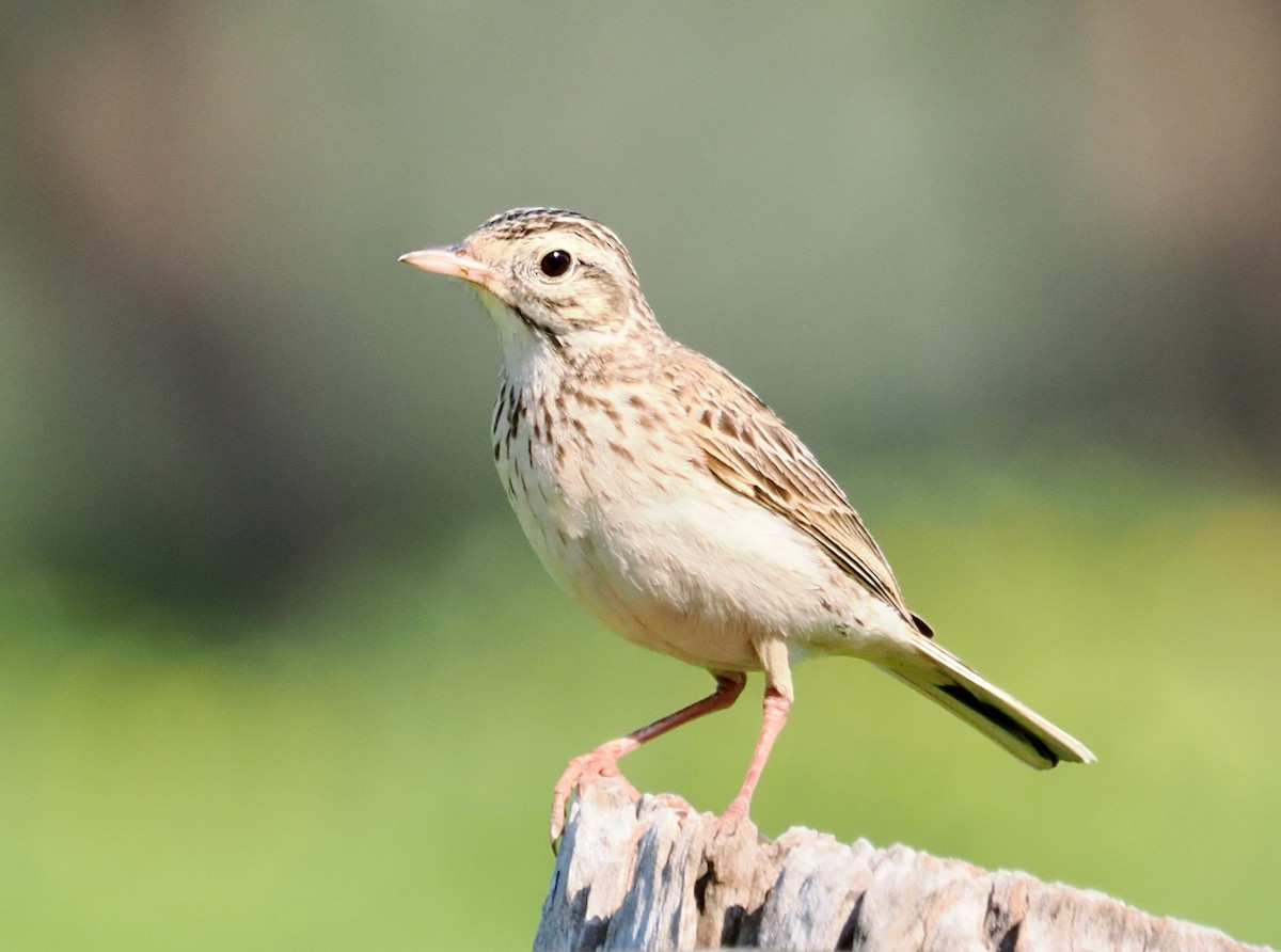 Australian Pipit - ML642208732