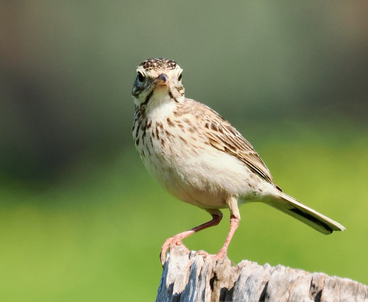 Australian Pipit - ML642208733
