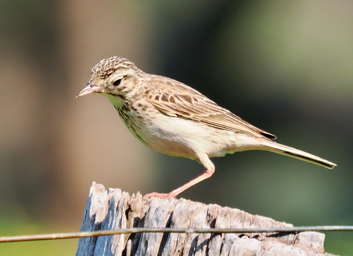 Australian Pipit - ML642208734