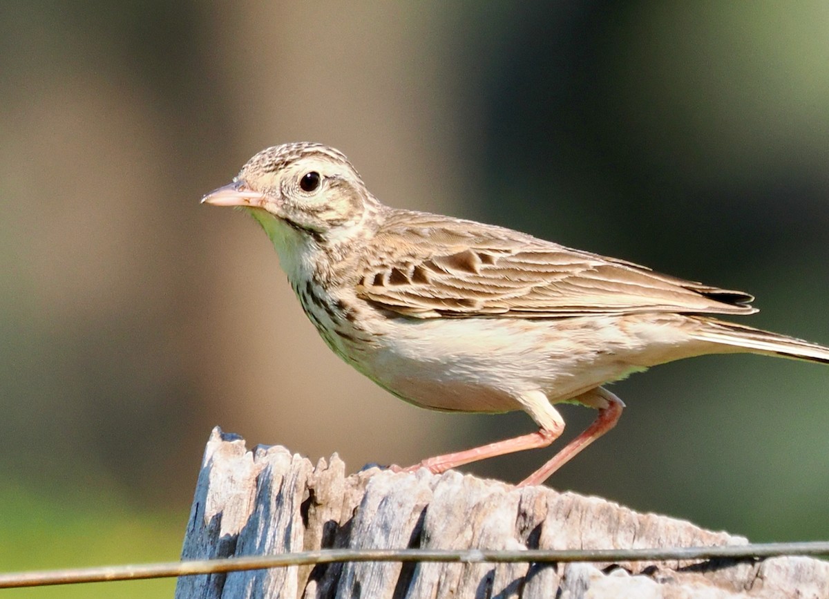 Australian Pipit - ML642208735