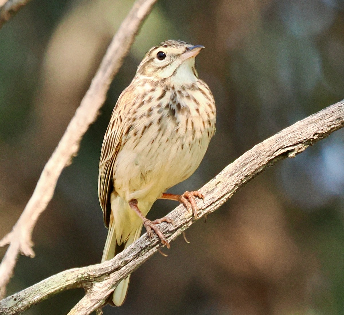 Australian Pipit - ML642208737