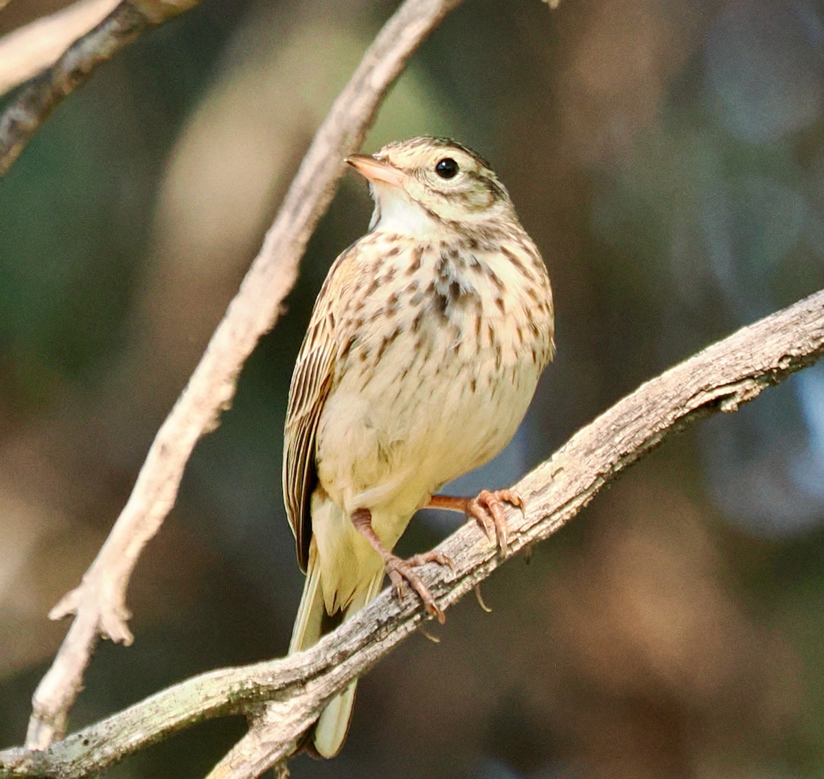 Australian Pipit - ML642208738