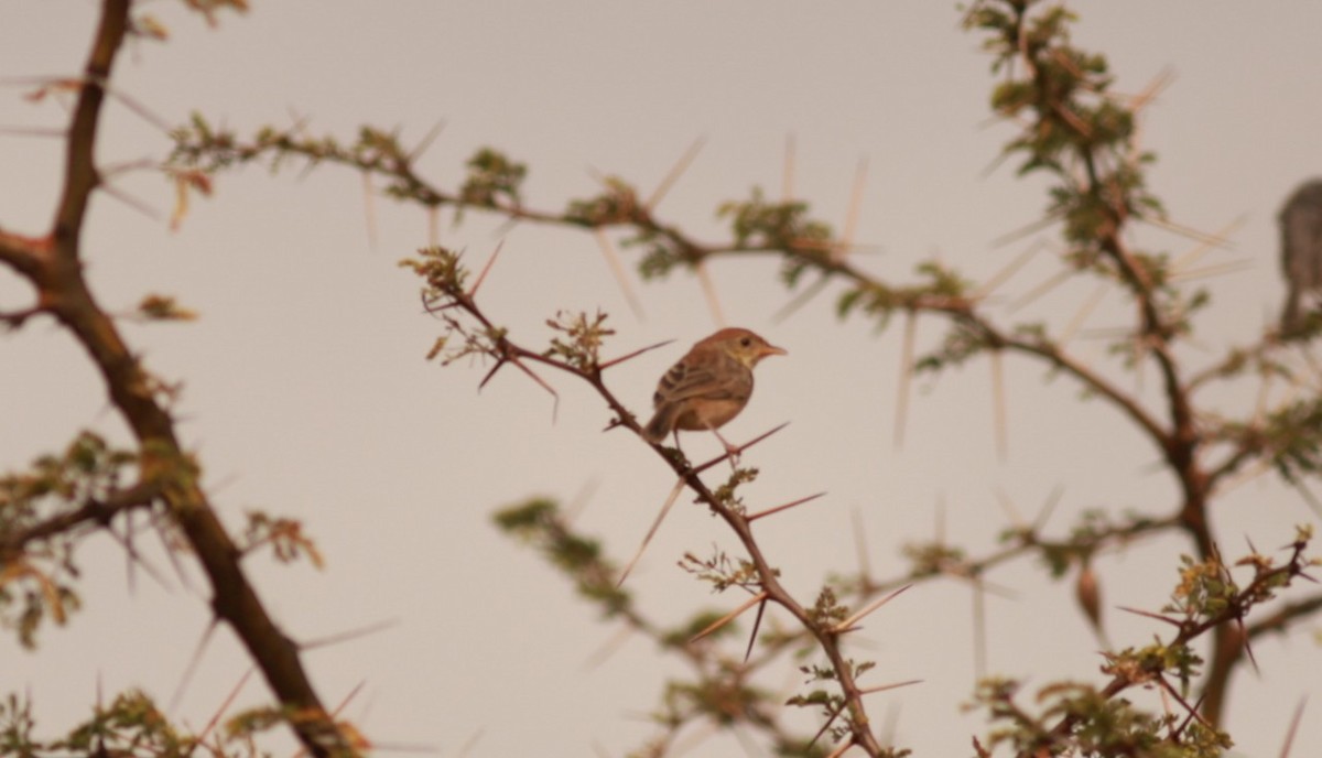 Tiny Cisticola - ML642208740