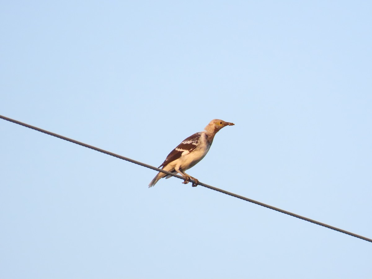 Black-collared Starling - ML642208786