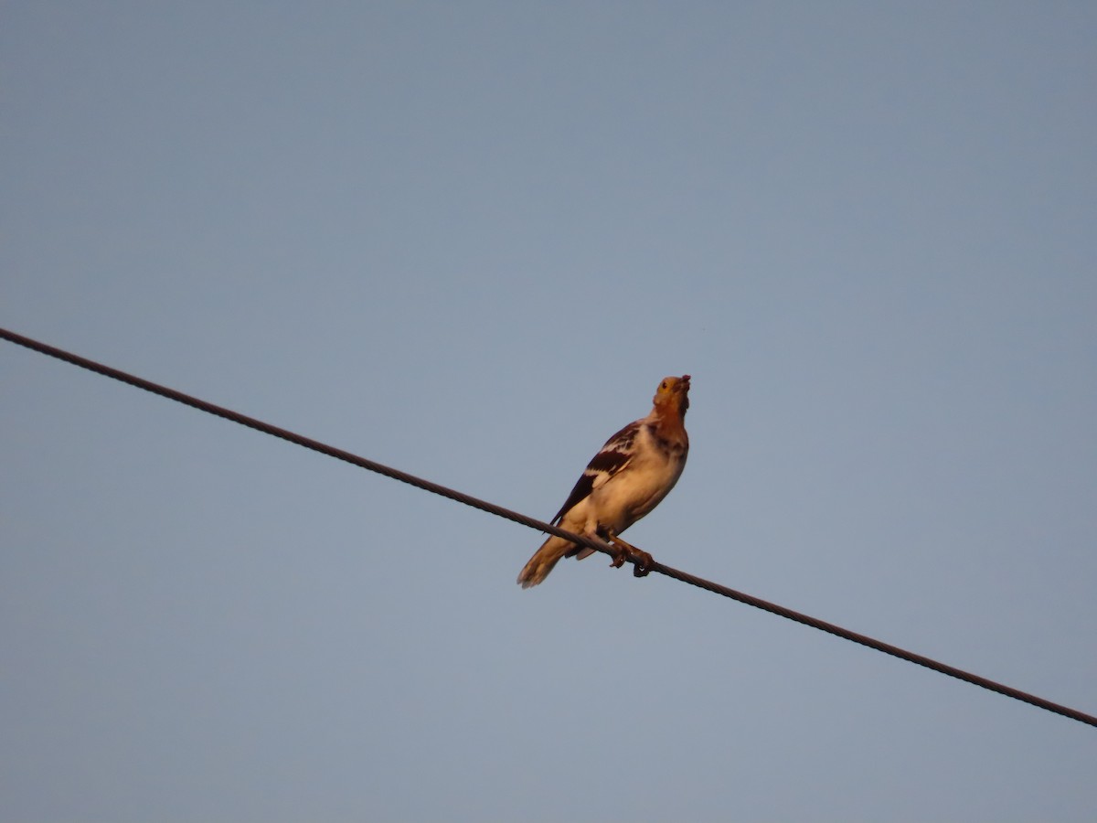 Black-collared Starling - ML642208787