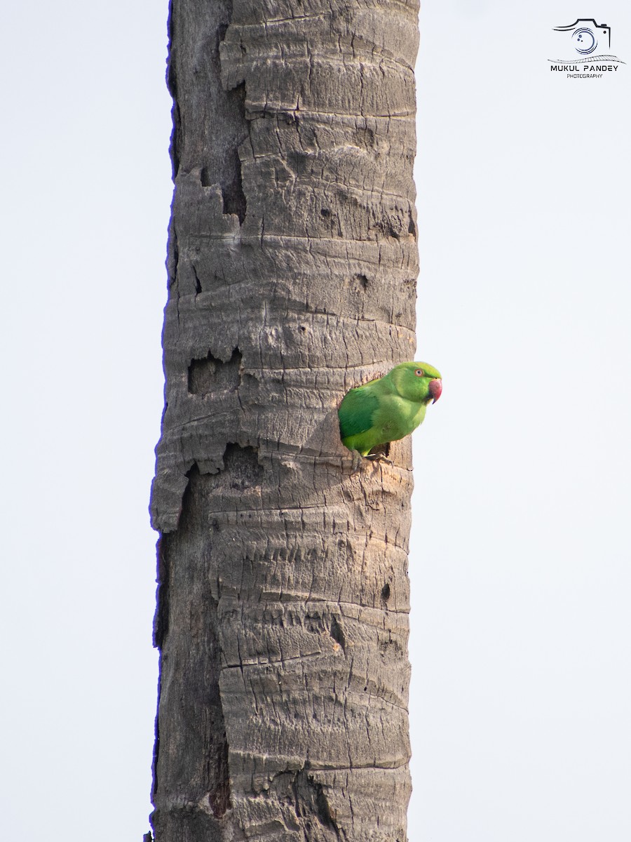 Rose-ringed Parakeet - ML642208806