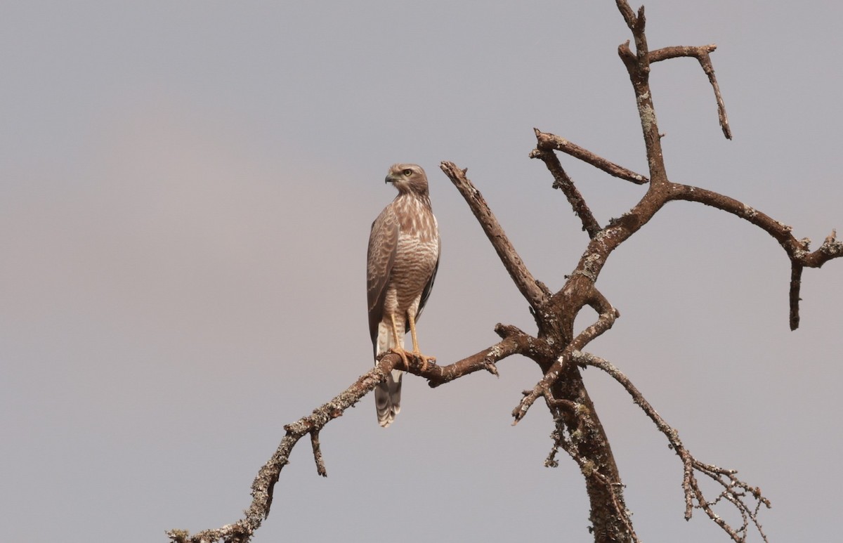 Eastern Chanting-Goshawk - ML642208809