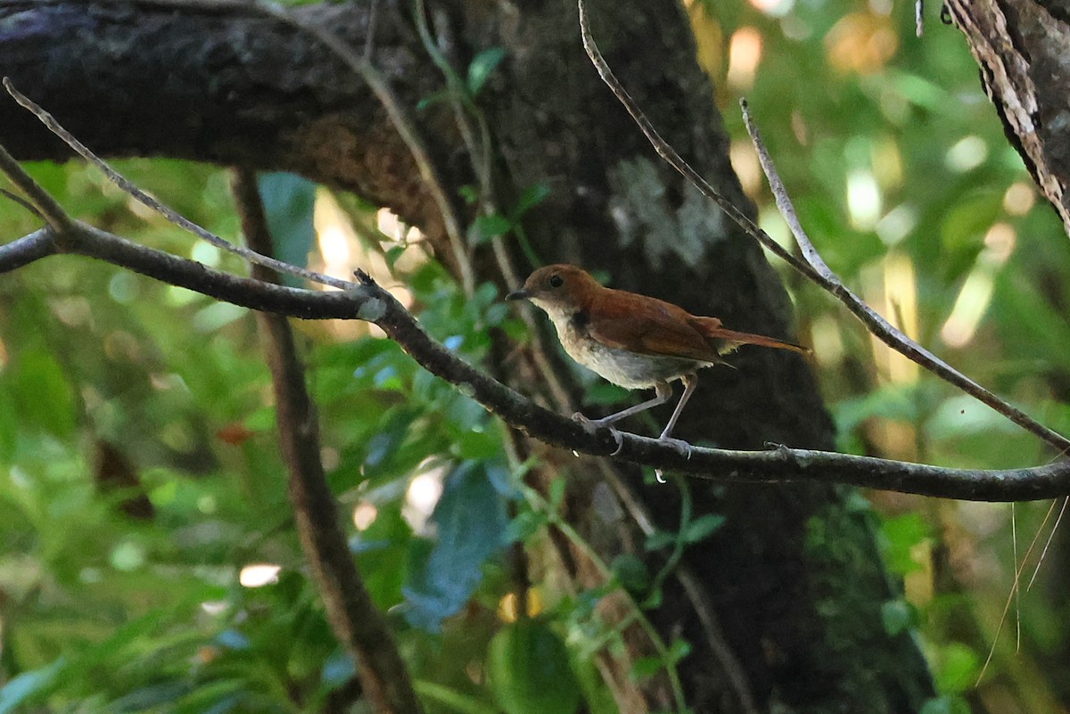 Okinawa Robin - ML642208867
