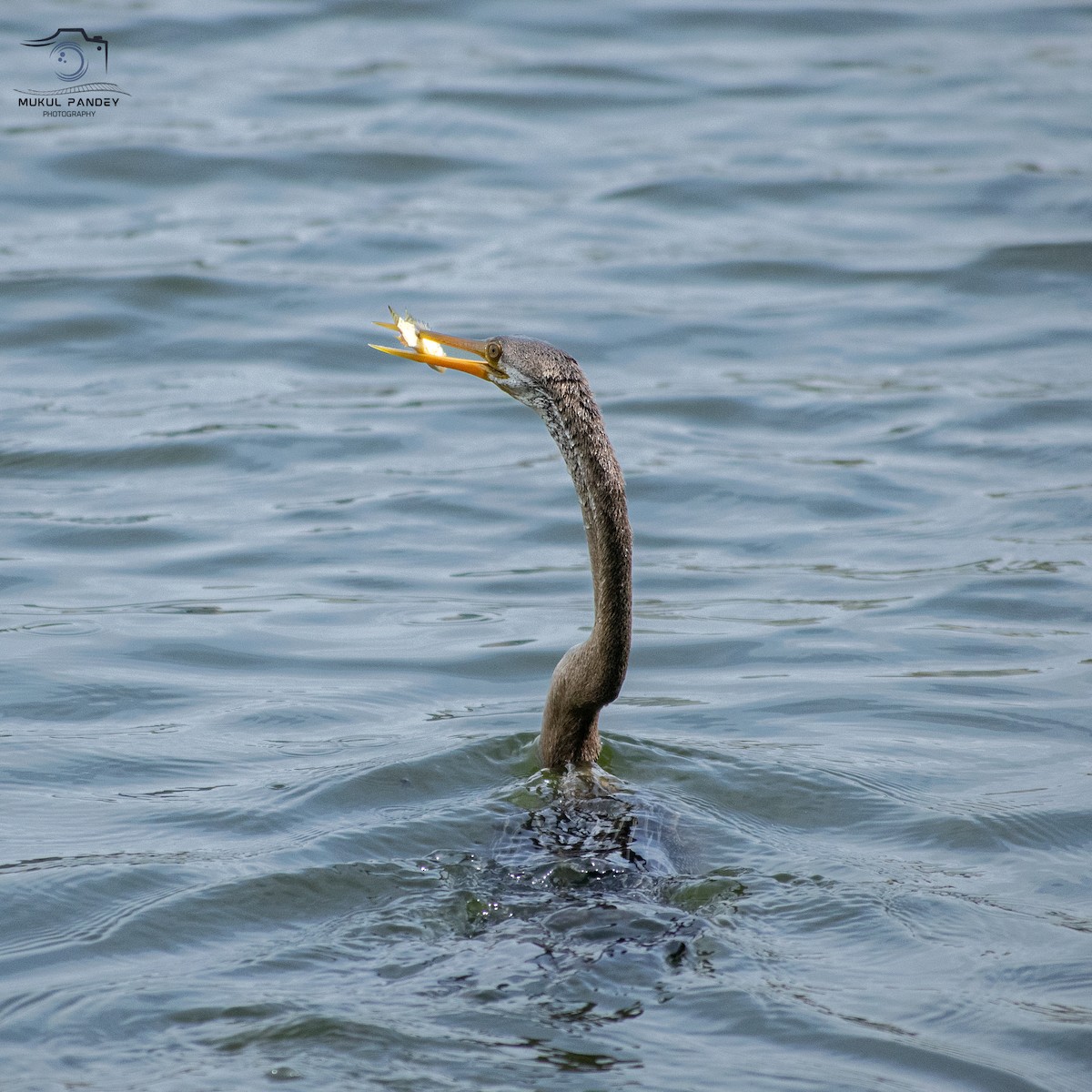 Oriental Darter - ML642208880