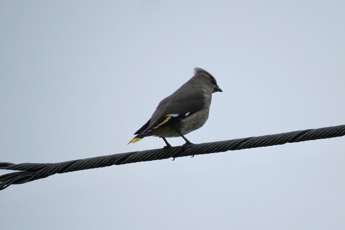 Bohemian Waxwing - ML642208893