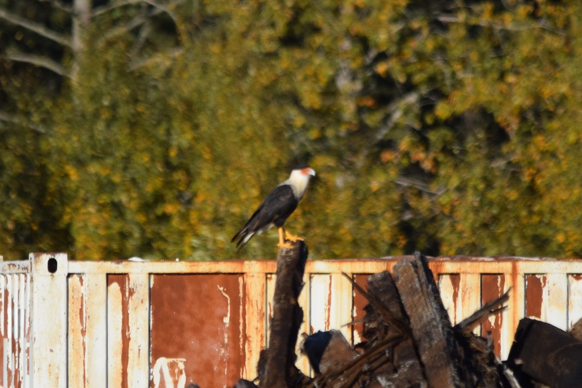 Crested Caracara - ML642208900