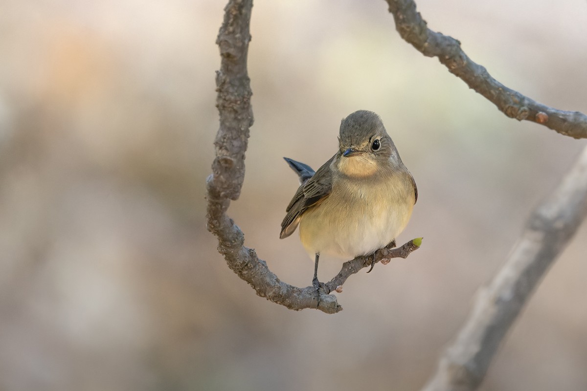 紅胸鶲 - ML642208908