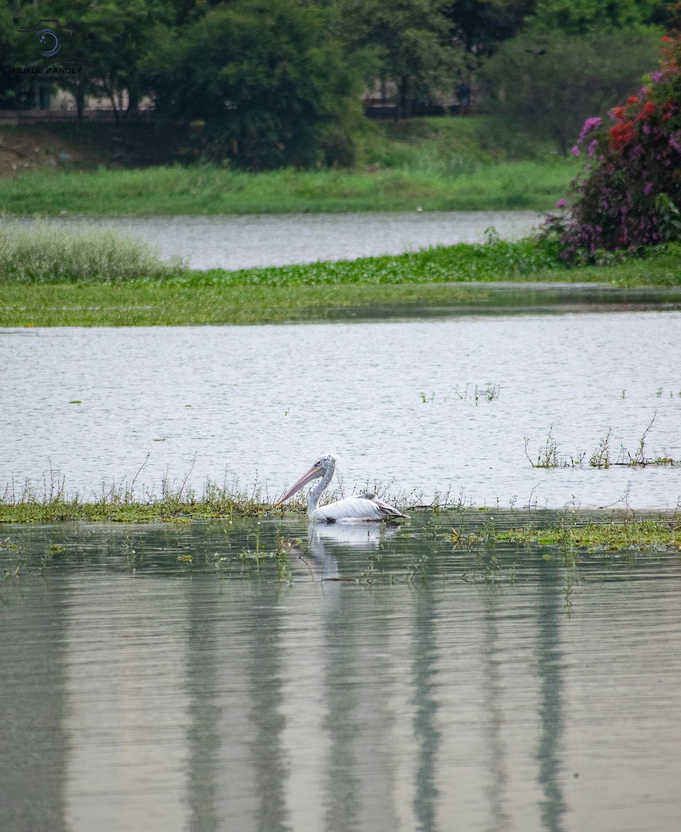 Spot-billed Pelican - ML642208915
