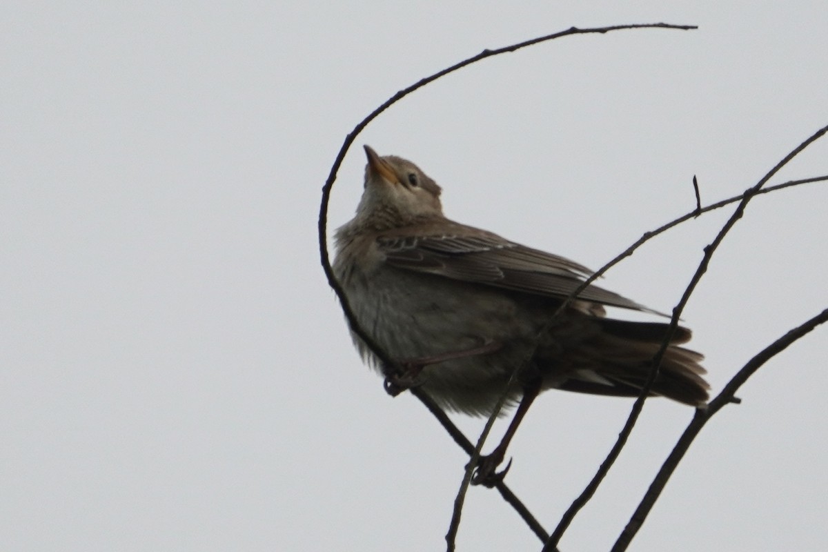 myna/starling sp. - ML642208978