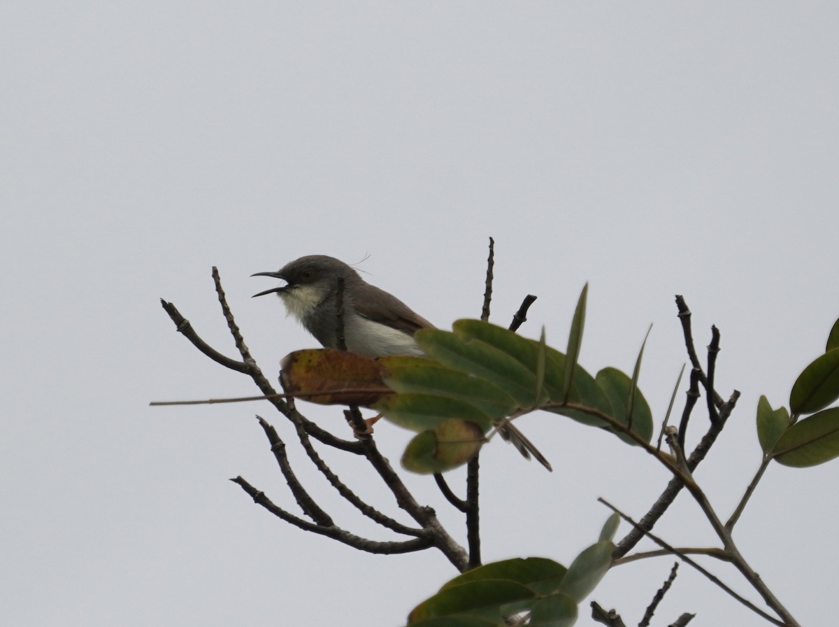 Gray-breasted Prinia - ML642208999