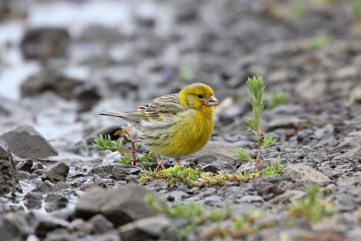 Island Canary - ML642209007