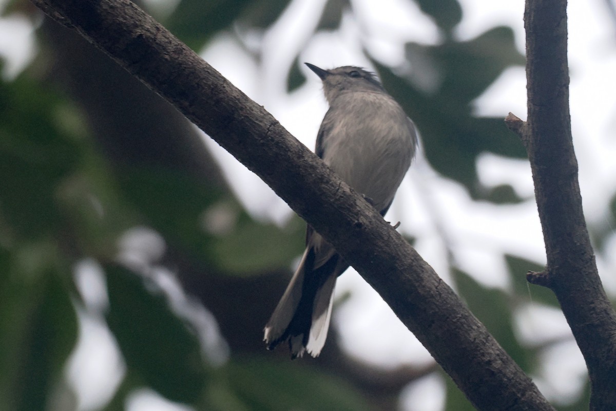 Gray Tit-Flycatcher - ML642209023