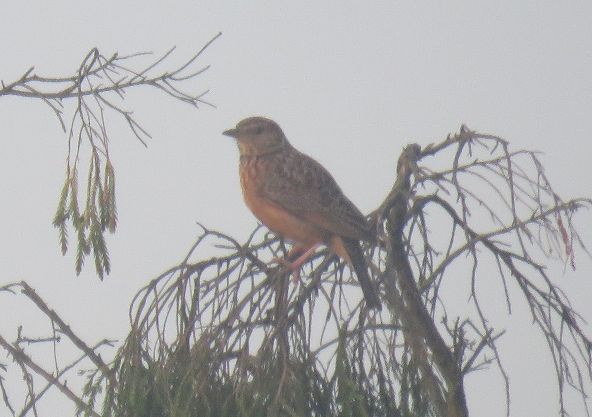 Cape Clapper Lark - ML642209047