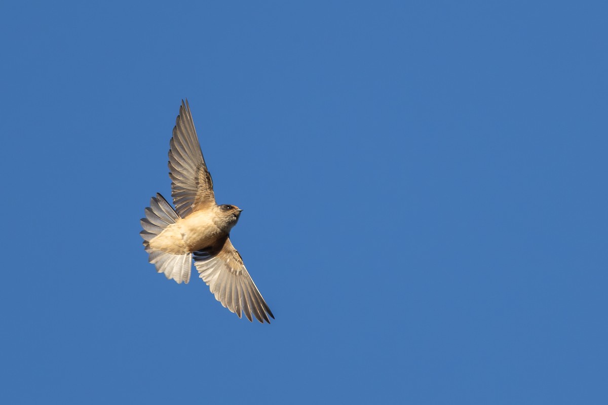 Tree Martin - ML642209051