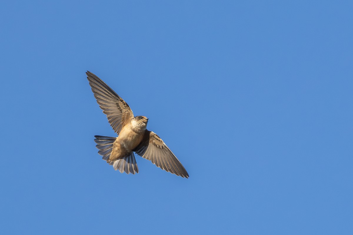 Tree Martin - ML642209052