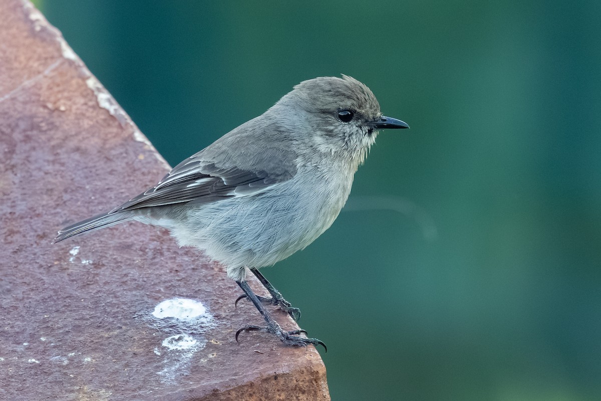 Dusky Robin - ML642209063