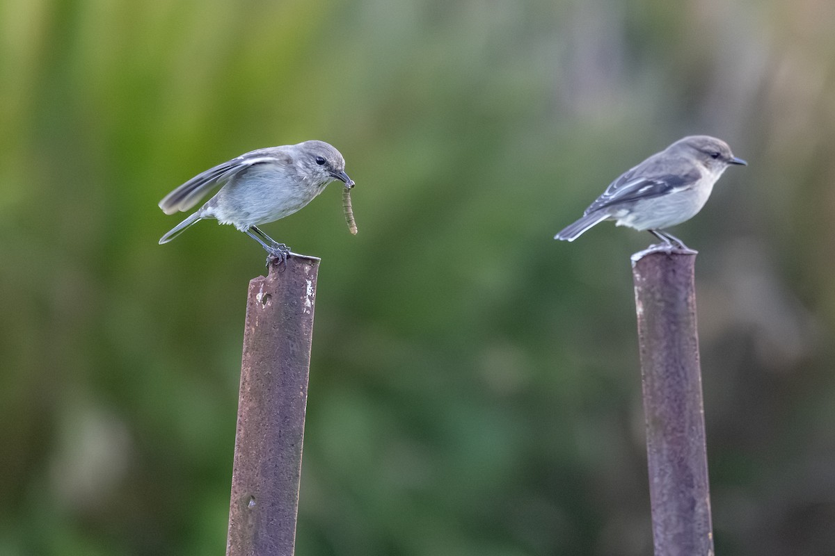 Dusky Robin - ML642209064