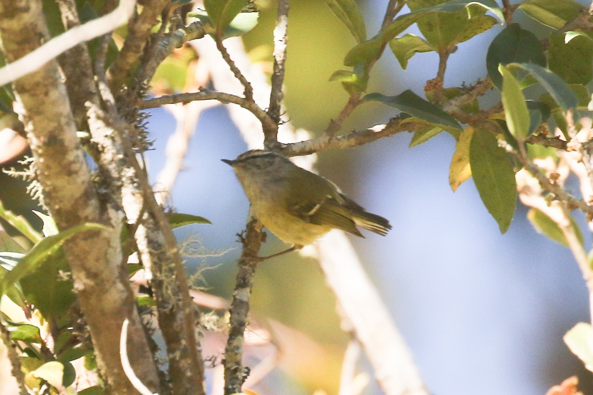 Buff-barred Warbler - ML642209077