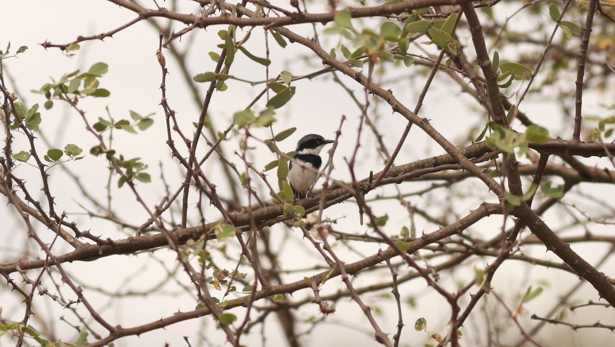 Pygmy Batis - ML642209103