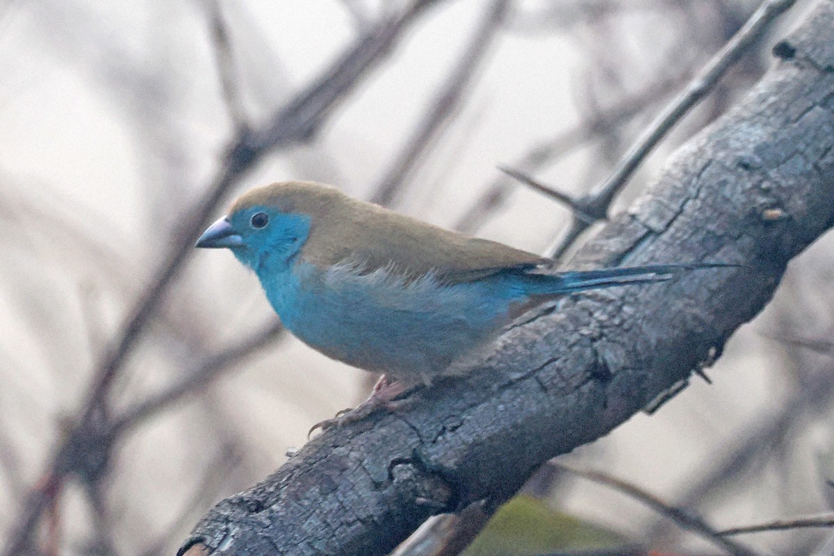 Southern Cordonbleu - ML642209109