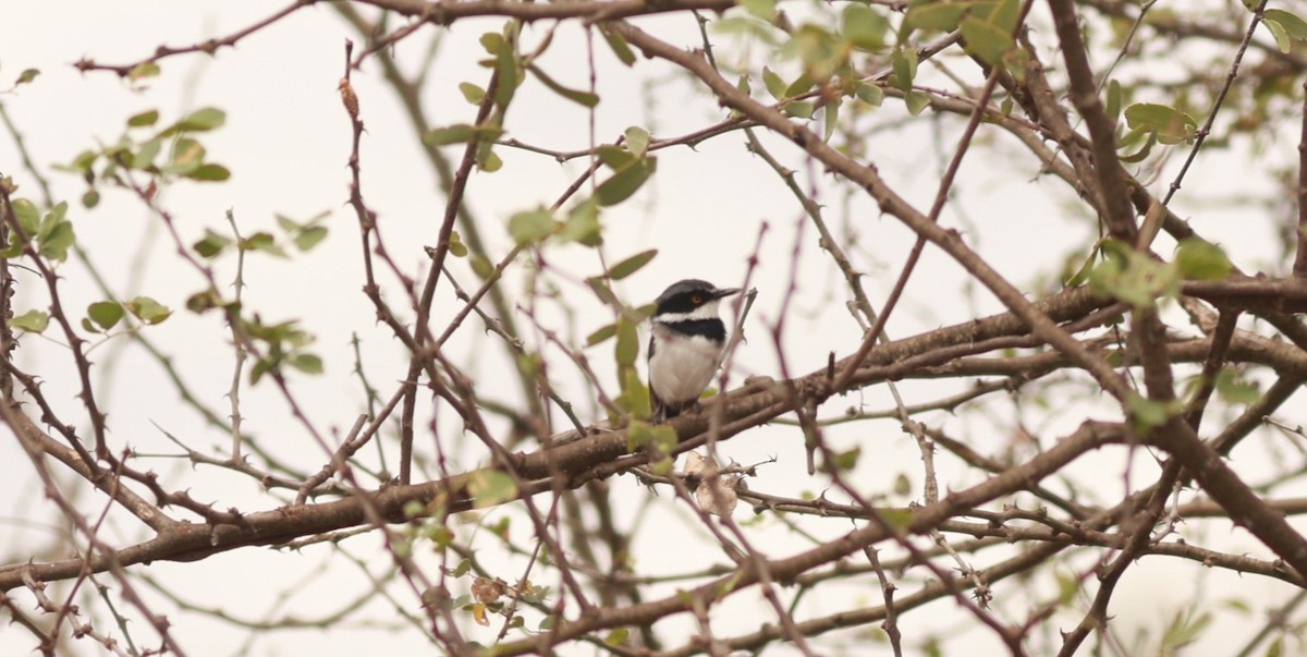 Pygmy Batis - ML642209110