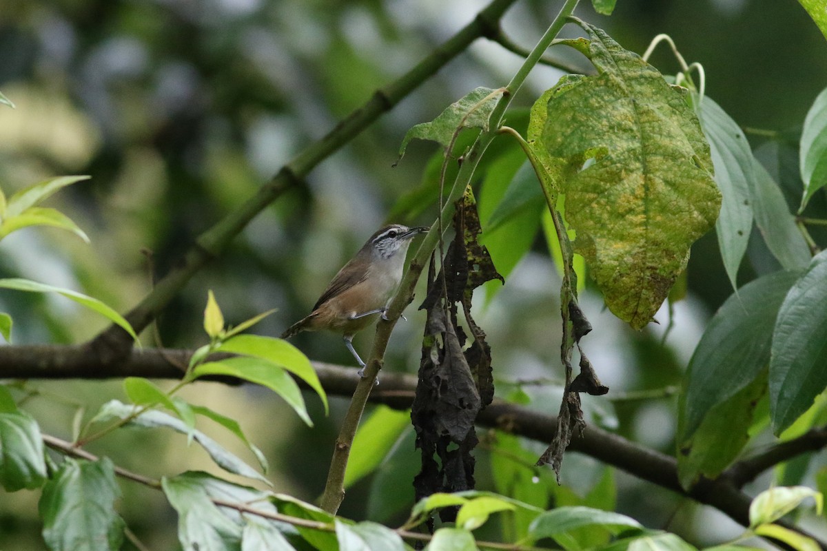 Cabanis's Wren - ML642209118