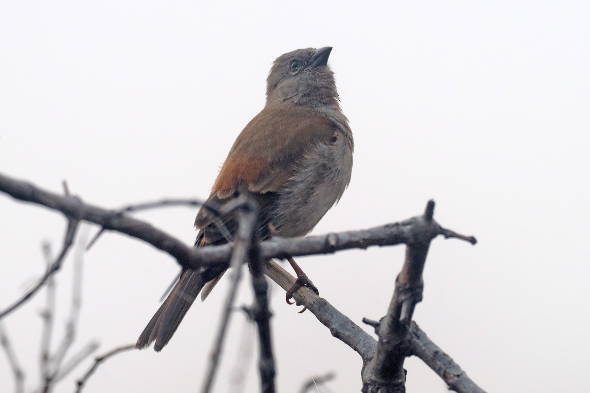 Southern Gray-headed Sparrow - ML642209156